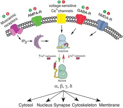 Case Report: Developmental Delay and Acute Neuropsychiatric Episodes Associated With a de novo Mutation in the CAMK2B Gene (c.328G>A p.Glu110Lys)